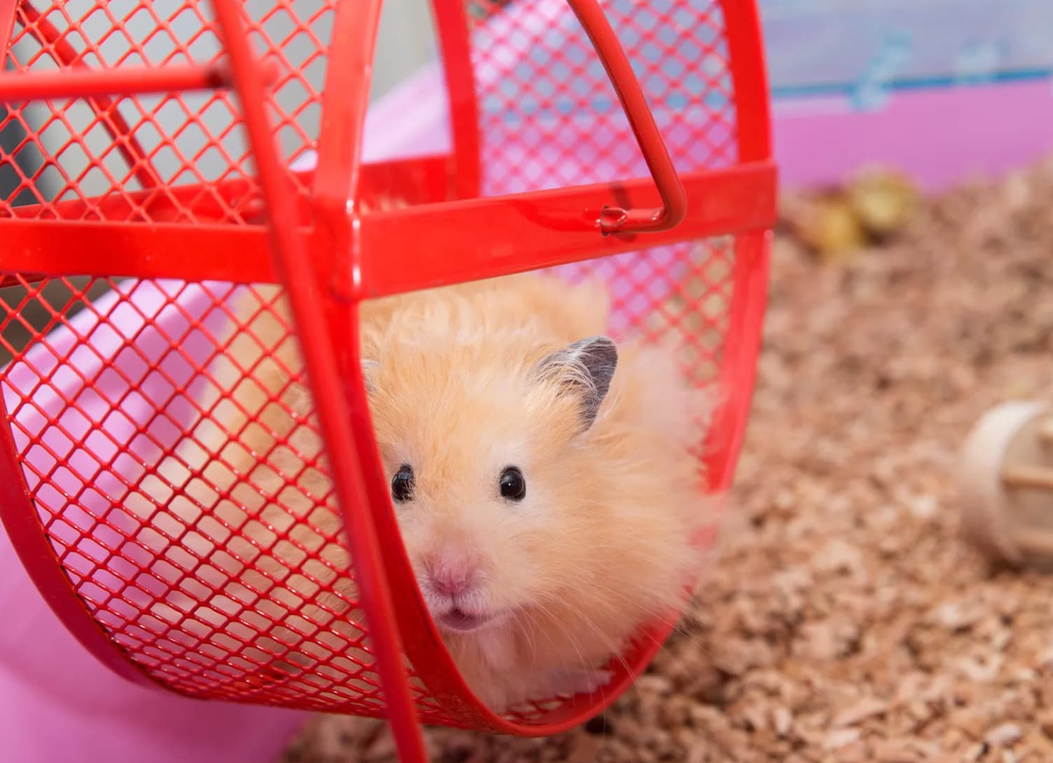 make hamster wheel quieter